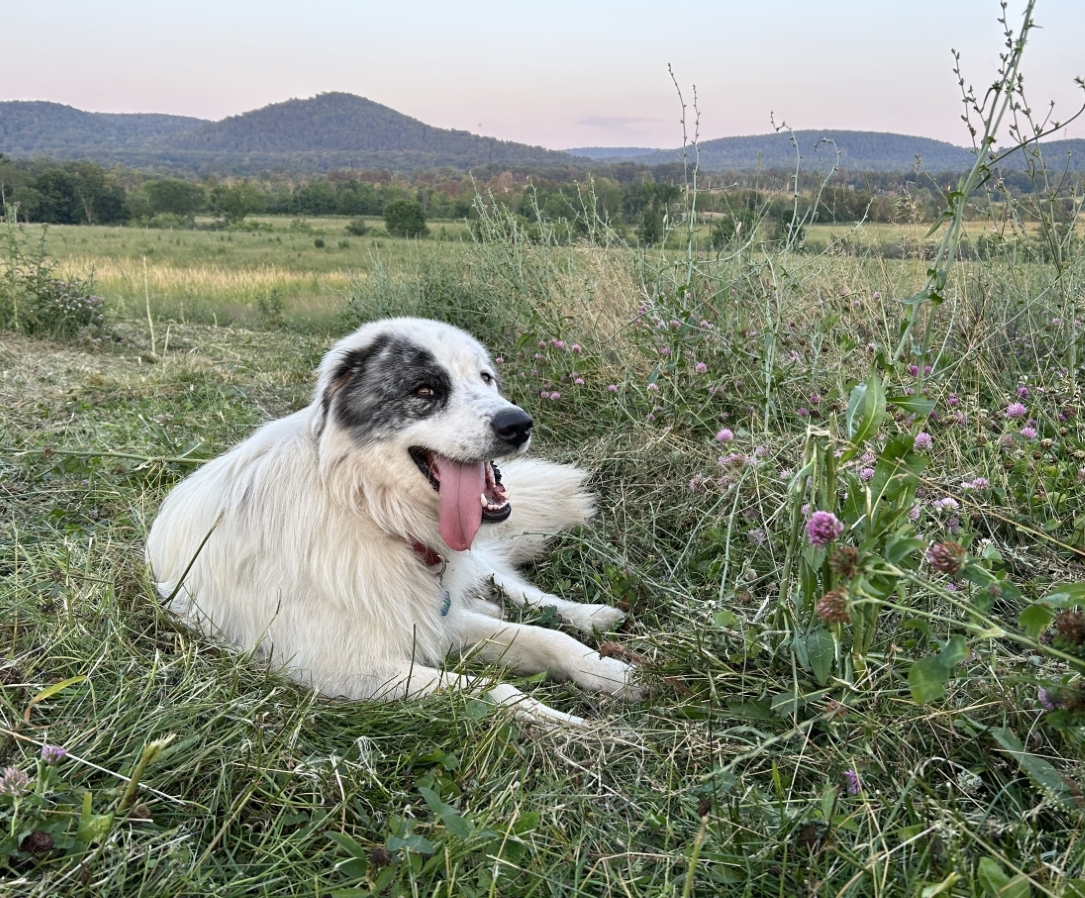 Atwood laying down.jpg