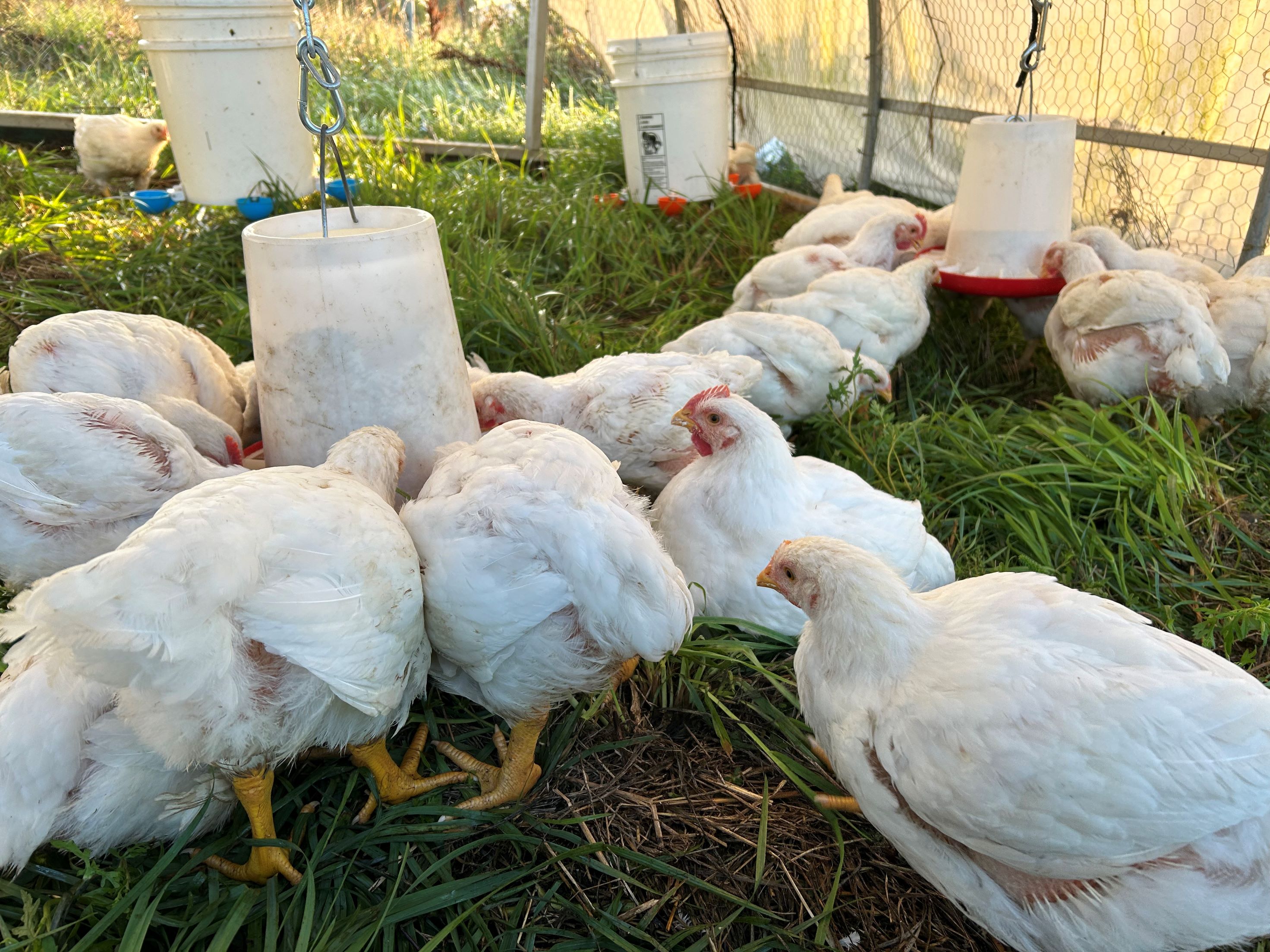 Chickens on pasture - resized.jpg