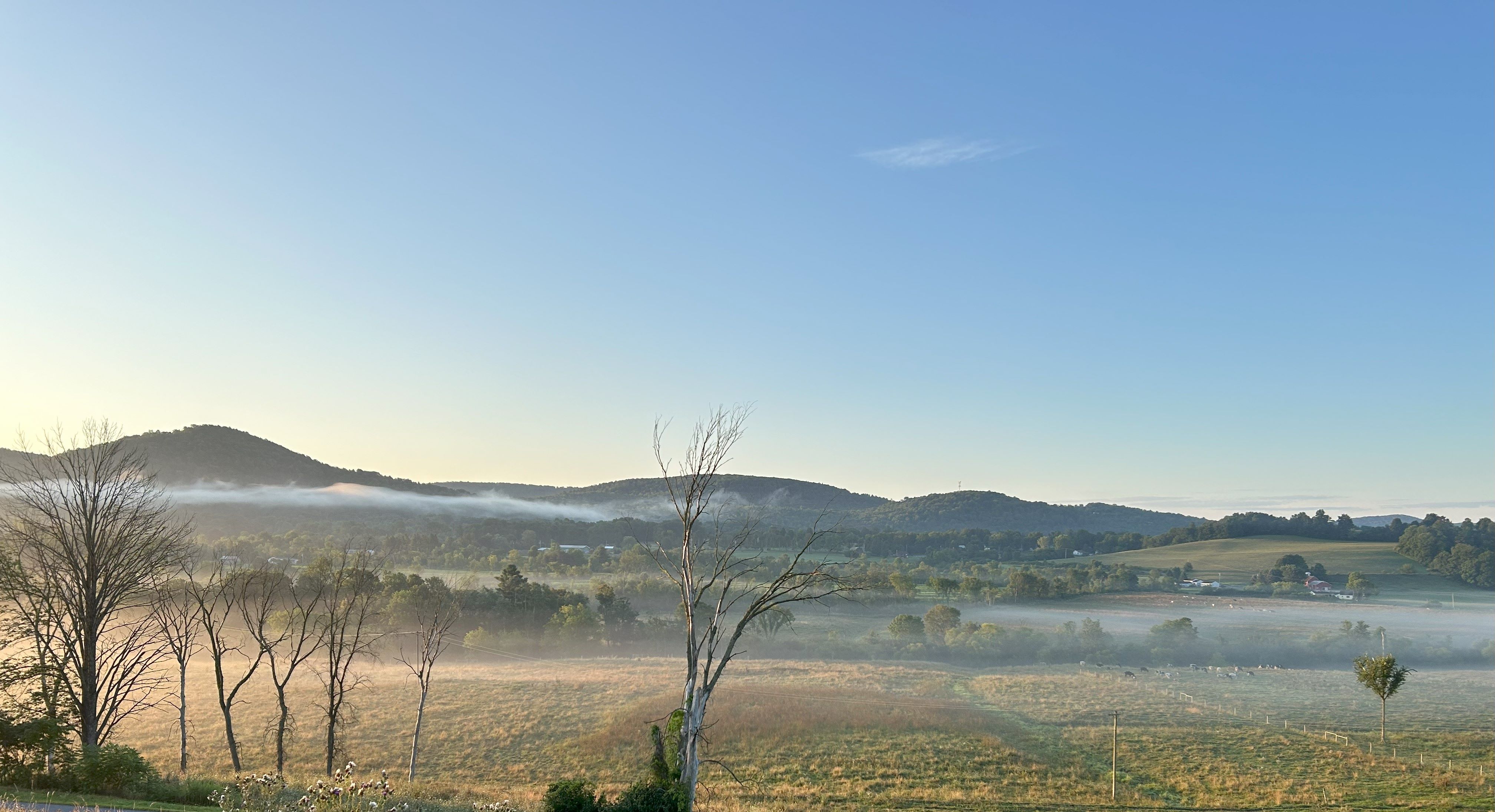 Pasture mist - resized.jpg
