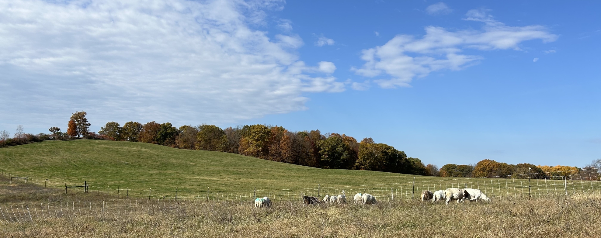 resized - IMG_1151.jpg